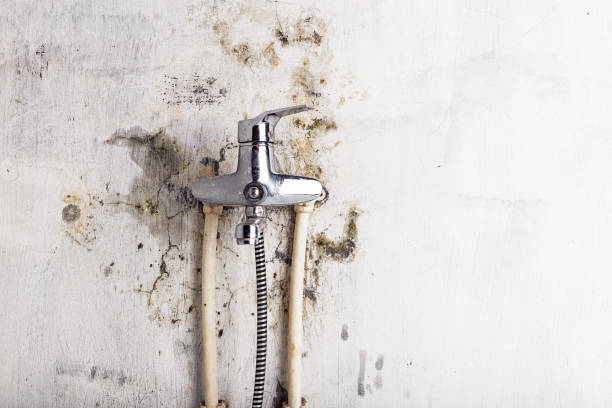 Best Emergency Mold Removal  in Osprey, FL