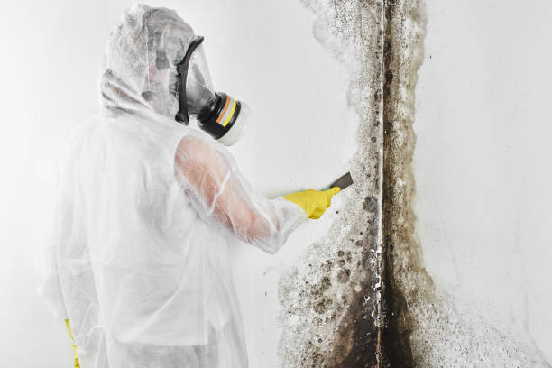 Best Crawl Space Mold Removal  in Osprey, FL