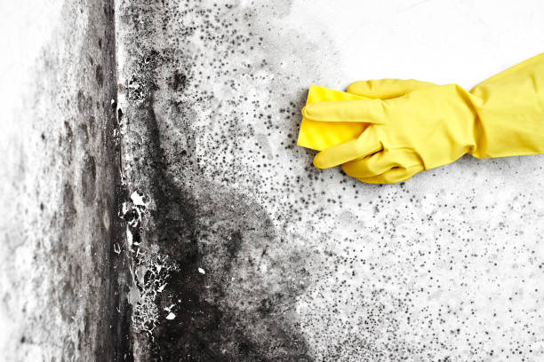 Best Commercial Mold Removal  in Osprey, FL