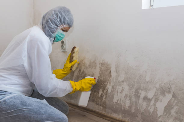 Best Mold Damage Repair  in Osprey, FL