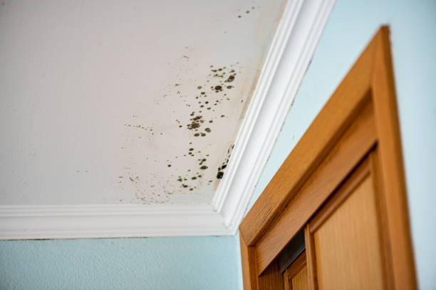 Best Attic Mold Removal  in Osprey, FL