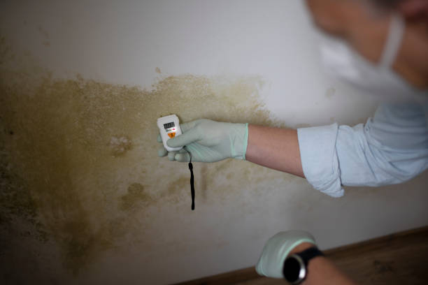 Best Emergency Mold Removal  in Osprey, FL