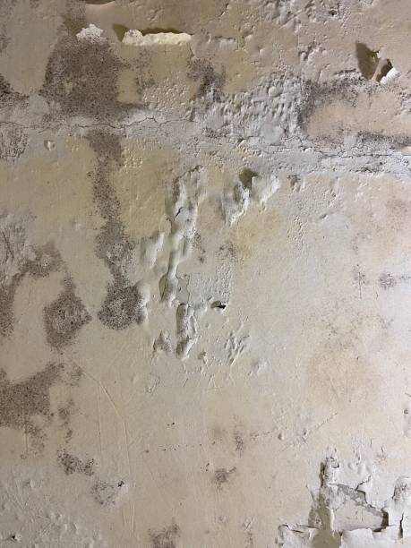 Mold Removal and Inspection in Osprey, FL